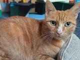 Nana, chatte à adopter en association