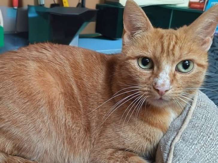 Nana, chatte à adopter en association