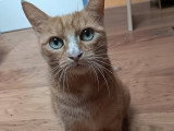 Nana, chatte à adopter en association