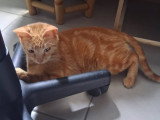 Roxy, jeune chatte de 2 ans à adopter en association