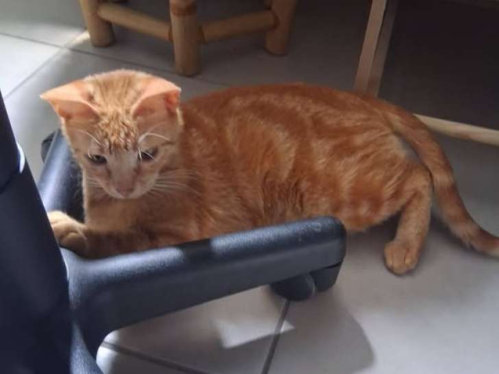 Roxy, jeune chatte de 2 ans à adopter en association