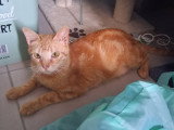 Roxy, jeune chatte de 2 ans à adopter en association