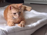 Roxy, jeune chatte de 2 ans à adopter en association