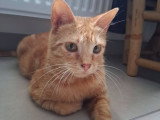 Roxy, jeune chatte de 2 ans à adopter en association