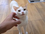 Jeff, chat à adopter en association