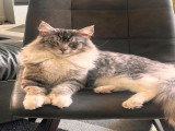 Chat mâle Maine Coon disponible pour saillie