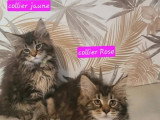 2 chatons femelles Maine Coon non LOOF brown tabby et blanc à vendre