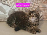 2 chatons femelles Maine Coon non LOOF brown tabby et blanc à vendre