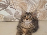 2 chatons femelles Maine Coon non LOOF brown tabby et blanc à vendre