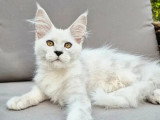 Chaton Maine Coon black smoke mâle LOOF à réserver