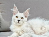 Chaton Maine Coon black smoke mâle LOOF à réserver