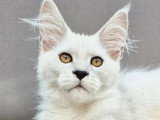 Chaton Maine Coon black smoke mâle LOOF à réserver