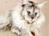 Chaton Maine Coon black smoke mâle LOOF à réserver