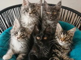 5 chatons Maine Coon non LOOF nés en mars 2026 à vendre