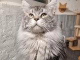 5 chatons Maine Coon non LOOF nés en mars 2026 à vendre
