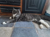 5 chatons Maine Coon non LOOF nés en mars 2026 à vendre