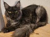 5 chatons Maine Coon non LOOF nés en mars 2026 à vendre