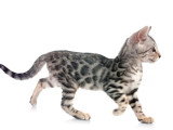 Chatons Bengal LOOF nés en mars 2026 à vendre