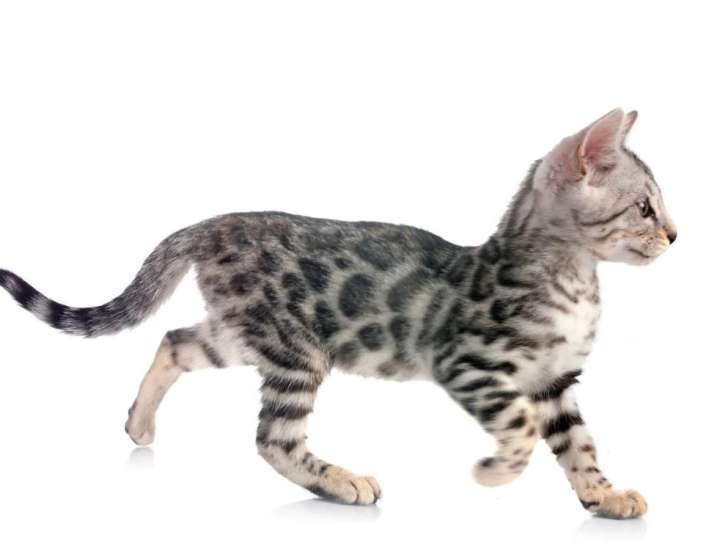 Chatons Bengal LOOF nés en mars 2026 à vendre