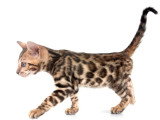 Chatons Bengal LOOF nés en mars 2026 à vendre