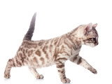 Chatons Bengal LOOF nés en mars 2026 à vendre