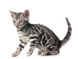 Chatons Bengal LOOF nés en mars 2026 à vendre