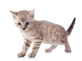 Chatons Bengal LOOF nés en mars 2026 à vendre