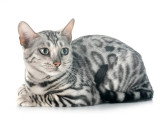 Chatte Bengal LOOF stérilisée fauve née juin 2023 à vendre