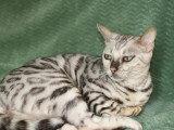 Chatte Bengal LOOF stérilisée fauve née juin 2023 à vendre