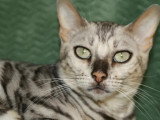 Chatte Bengal LOOF stérilisée fauve née juin 2023 à vendre