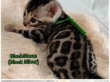 Portée de 6 chatons Bengal LOOF à réserver nés en mai 2026