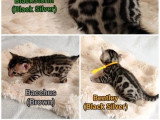 Portée de 6 chatons Bengal LOOF à réserver nés en mai 2026