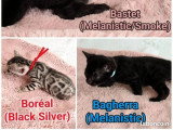 Portée de 6 chatons Bengal LOOF à réserver nés en mai 2026