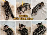 Portée de 6 chatons Bengal LOOF à réserver nés en mai 2026