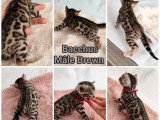 Portée de 6 chatons Bengal LOOF à réserver nés en mai 2026