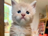 3 chatons Maine Coon mâles LOOF  de juin 2026 à réserver
