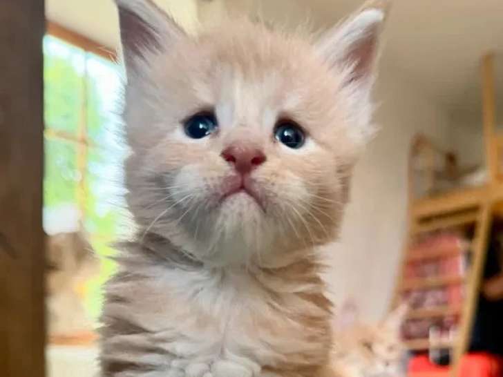 3 chatons Maine Coon mâles LOOF  de juin 2026 à réserver