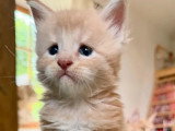 3 chatons Maine Coon mâles LOOF  de juin 2026 à réserver