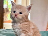 3 chatons Maine Coon mâles LOOF  de juin 2026 à réserver