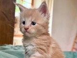 3 chatons Maine Coon mâles LOOF  de juin 2026 à réserver