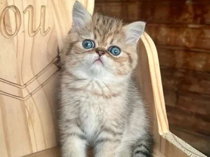 Chaton Exotic Shorthair mâle à réserver inscrit au LOOF à vendre