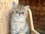 Chaton Exotic Shorthair mâle à réserver inscrit au LOOF à vendre