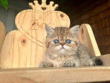 Chaton Exotic Shorthair mâle à réserver inscrit au LOOF à vendre