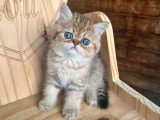 Chaton Exotic Shorthair mâle à réserver inscrit au LOOF à vendre
