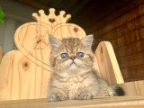 Chaton Exotic Shorthair mâle à réserver inscrit au LOOF à vendre