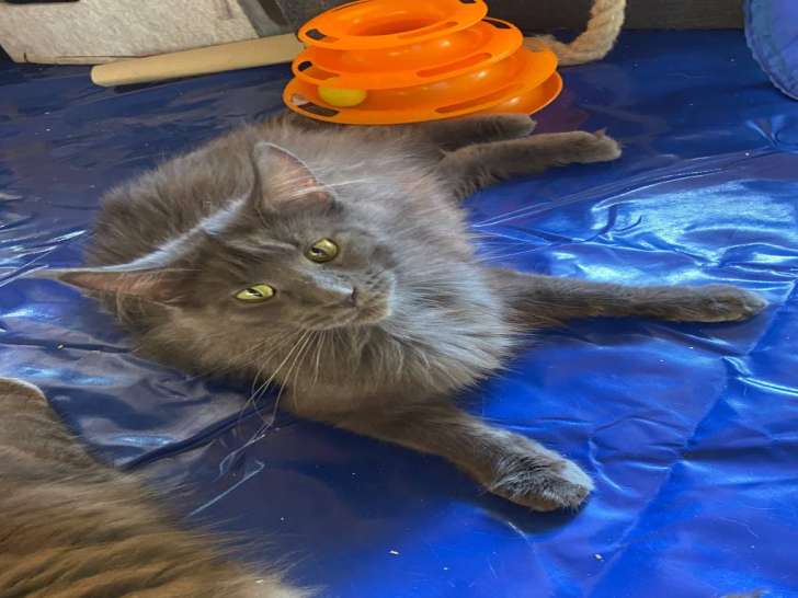 Jeune chatte Maine Coon à vendre