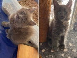 2 chatons Maine Coon à vendre