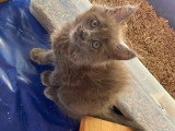 1 chatte Maine Coonà vendre née en juin 2025 non LOOF