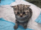 Chatons de type Scottish Fold à vendre