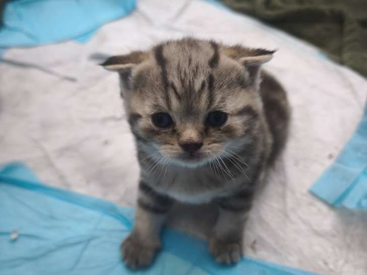 Chatons de type Scottish Fold à vendre
